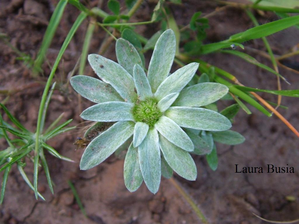 Filago asterisciflora (=Evax asterisciflora) / Evax maggiore